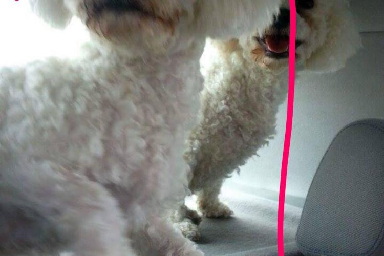 Florești: În 5 minute i-a dispărut câinele din curte. SHARE să îl găsim