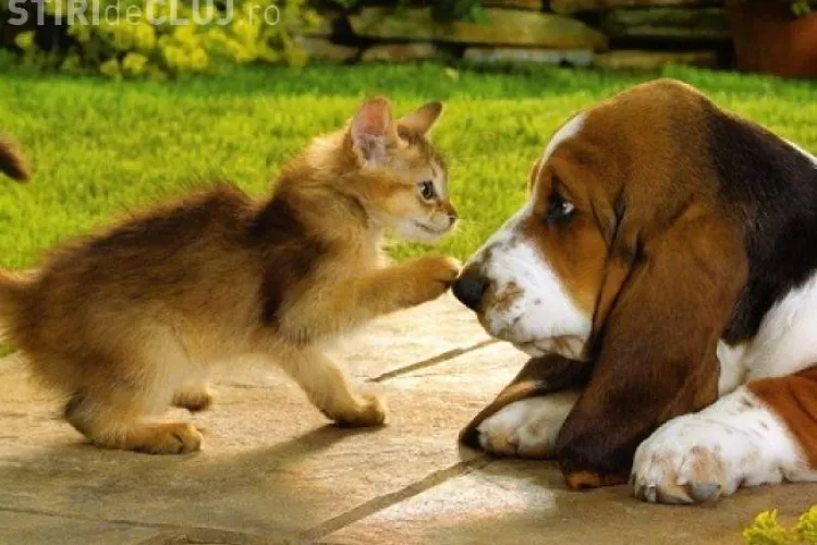 Studenții de la Facultatea de psihologie din cadrul UBB Cluj pot să vina la cursuri cu animalele de companie