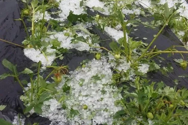 Grindina a făcut ravagii într-o localitate din Cluj: Recolta de căpșuni e distrusă