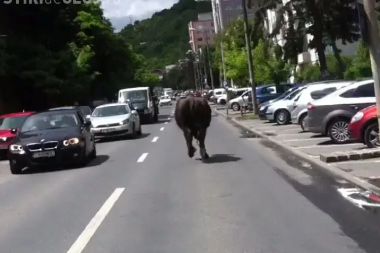 Cluj-Napoca: Un bivol a fost filmat în Grigorescu. A blocat traficul - VIDEO