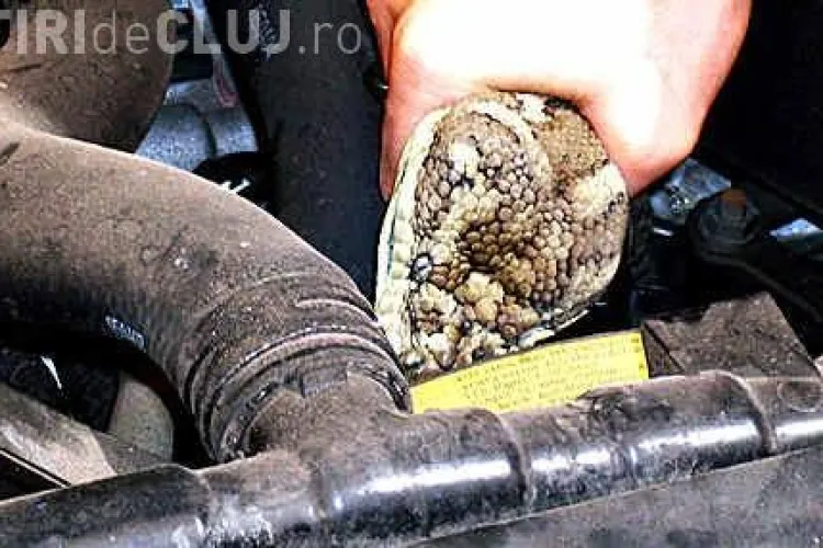 O clujeancă s-a trezit cu șarpele în mașină, lângă lacul din Gheorgheni