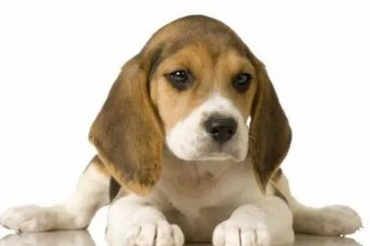 Ce văd pisicile sau câinii noaptea. Cercetătorii au aflat