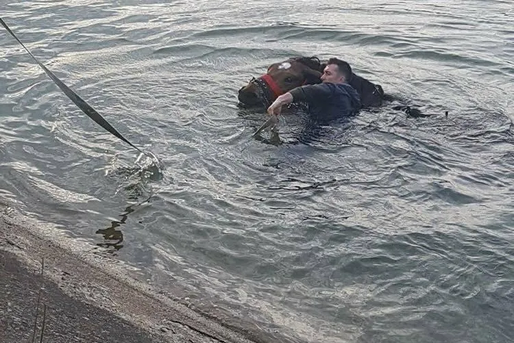 A văzut un cal sărit în Someș și a sărit să îl salveze, cu toate RISCURILE - FOTO