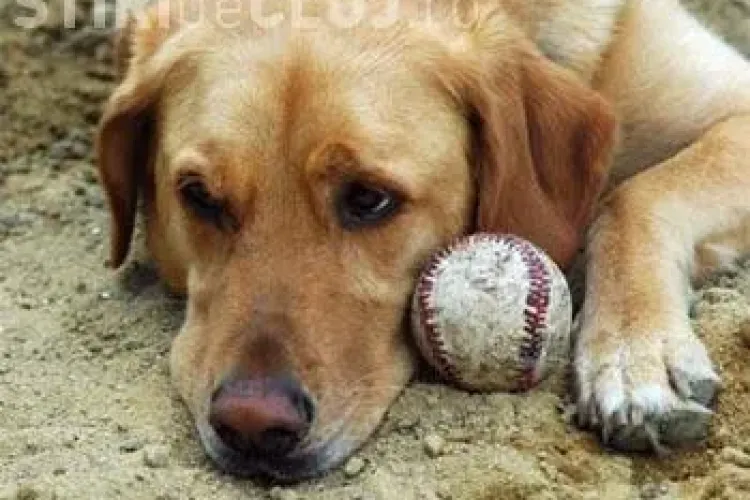 Floreștiul are un nou regulament de deținere a animalelor de companie. Consilierii locali au votat