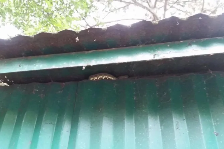 Șerpi în garajele din Cartierul Plopilor, chiar lângă un loc de joacă: E șocant ce se ascunde in multe garaje