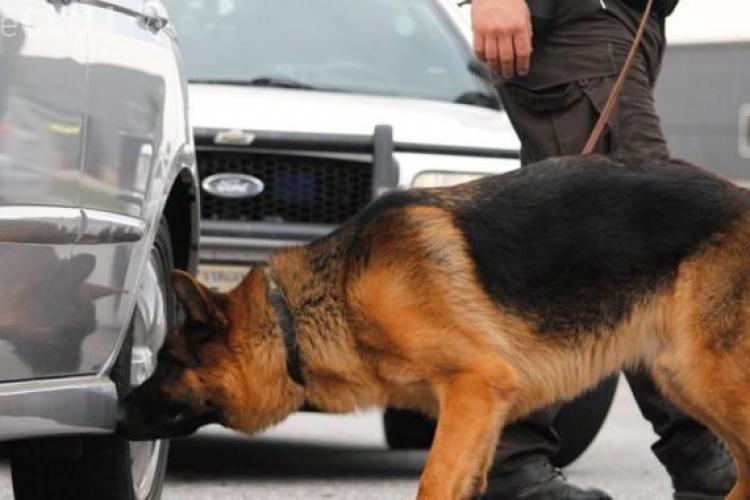 La Untold și Electric Castle, jandarmii vor lucra alături de câini antrenaţi pentru depistarea drogurilor şi explozibililor
