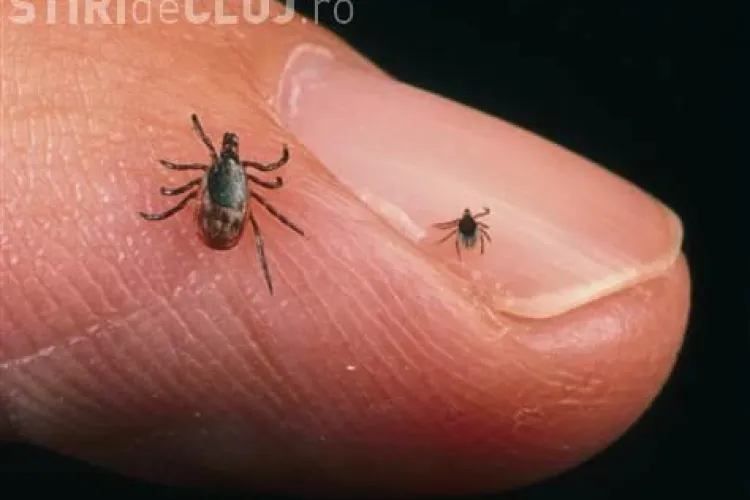 Uleiurile esentiale care țin căpușele la distanță