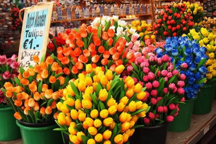 Se deschide prima piață de FLORI din Cluj-Napoca 