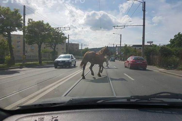 Cum aleargă caii, liberi, pe stradă la Cluj FOTO