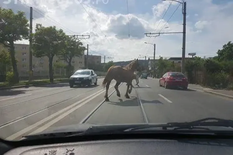 Cum aleargă caii, liberi, pe stradă la Cluj FOTO