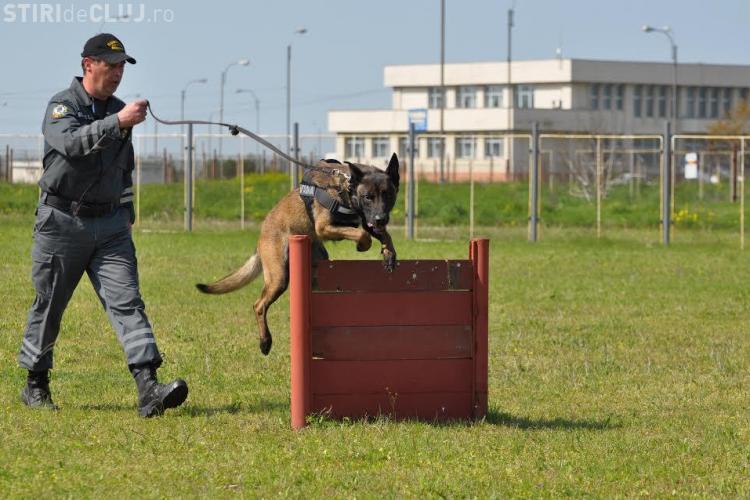 SID, unul dintre cei mai performanți câini ai Vãmii Române, iese la pensie - FOTO