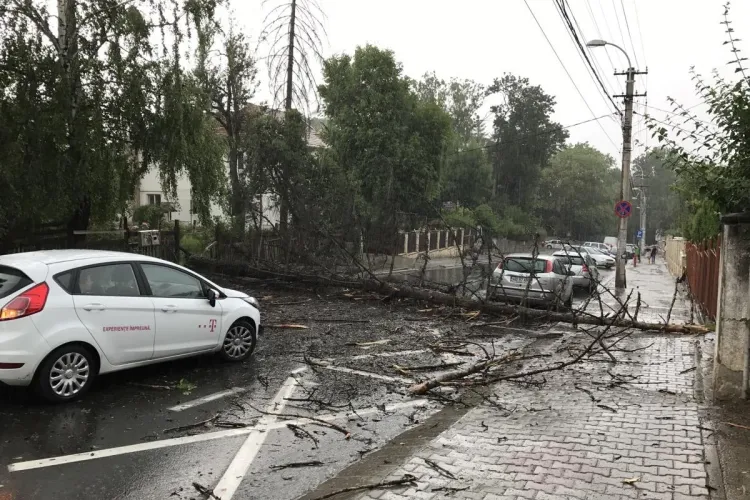 Circulația blocată pe strada Republicii, din Cluj-Napoca. Un copac a căzut pe stradă FOTO