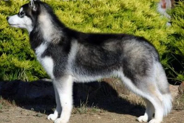 ”Nu mai cumpărați câini husky!”. Avertisment lansat de un actor din Game of Thrones