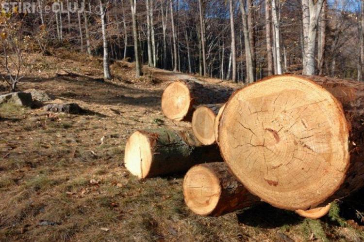 Trei pădurari din Cluj au fost reținuți. Sunt acuzați de furt de arbori în valoare de 250.000 de euro
