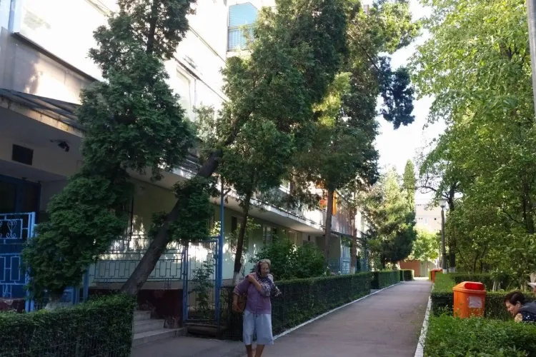 Cluj-Napoca: Un copac e la un pas să cadă în capul clujenilor, dar primaria spune ca arborele e viabil. Cine răspunde dacă cineva va fi rănit? 