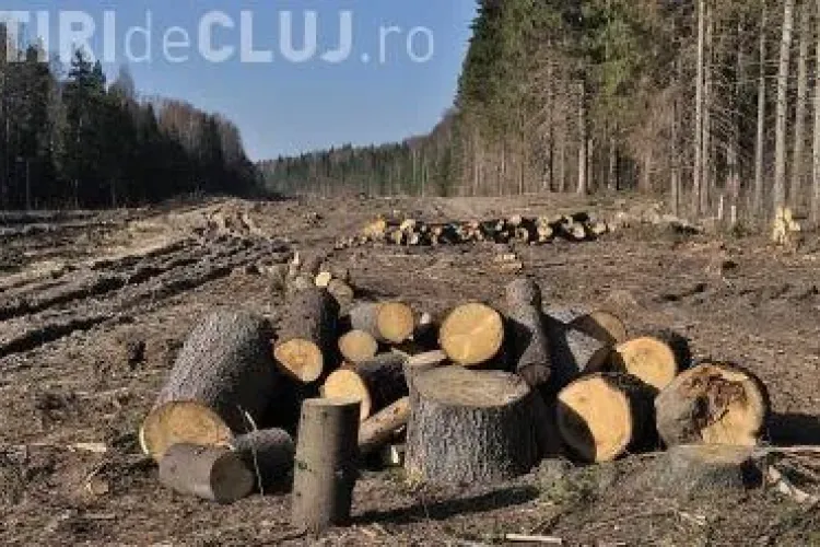Romsilva susține că scad tăierile ilegale din pădurile din România