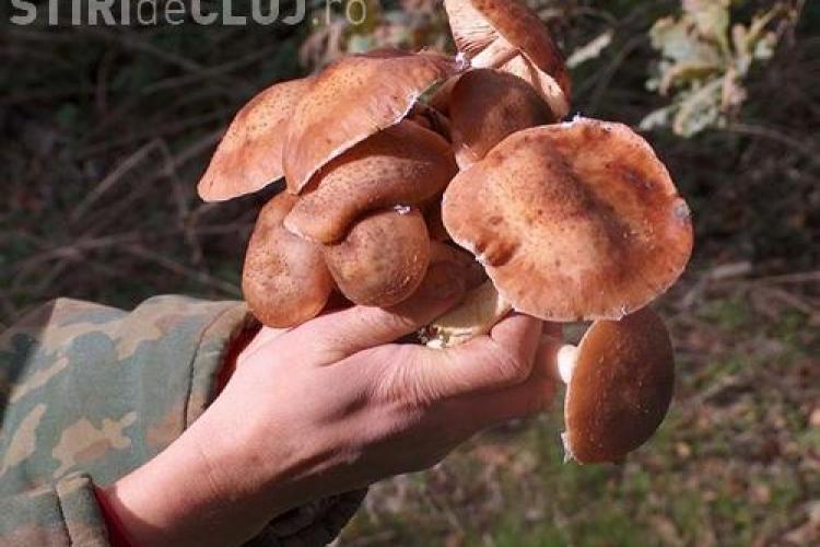 CLUJ: Polițiștii au confiscat aproape 150 de kg de ciuperci și fructe de pădure de la doi bărbați