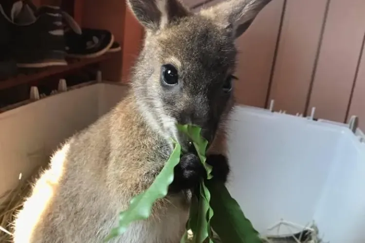 Cluj: Proprietarul unui cangur, terorizat de iubitorii de animale - FOTO