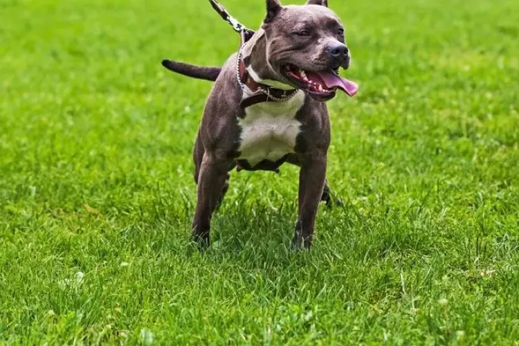 Copil de 4 ani din Maramureş, omorât de câinele unchiului său