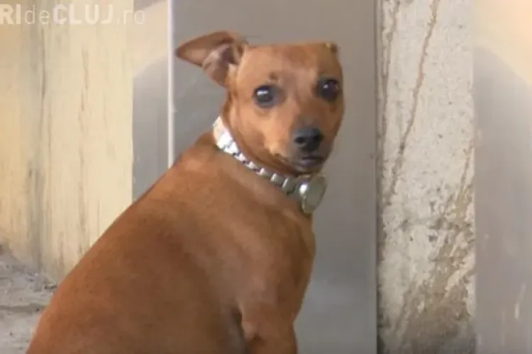 O cățelușă și-a așteptat câteva ore stăpânul la ușa spitalului - VIDEO