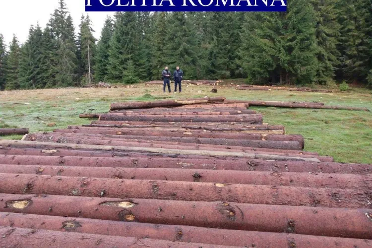 CLUJ: Hoții de lemne au profitat de furtuni pentru a fura copaci. Un pădurar era implicat în ”afacere” FOTO