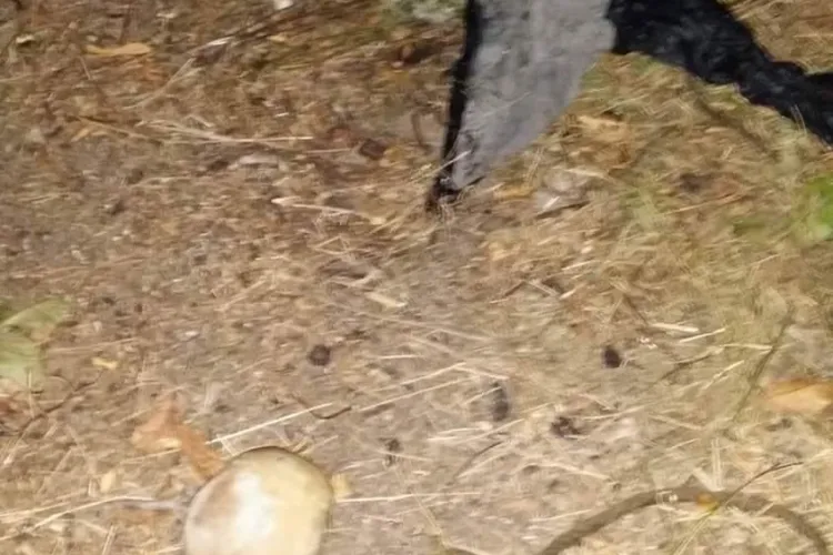 Cluj: Jurnalistul TVR Cluj dispărut a fost găsit decedat. Rămășițele au fost găsite de hoții de nuci