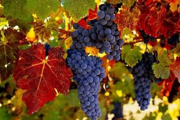 Unul dintre marii producători de vinuri din România se plânge că nu are cine să îi culeagă via