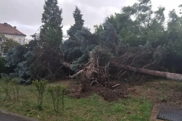 Trei brazi doborâți de furtuna de la Cluj - FOTO