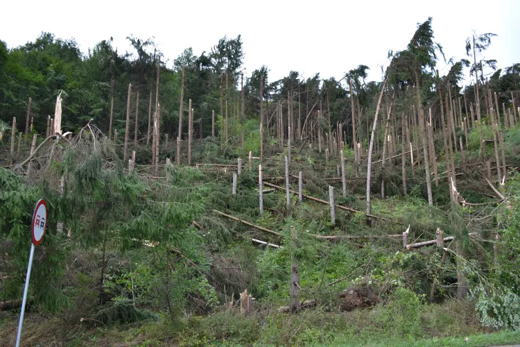 Furtuna de la Cluj a RAS un versant de pădure - FOTO