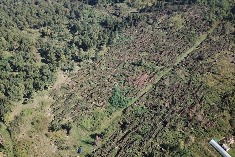 Mii de hectare de pădure distruse de ”uraganul” care a lovit vestul țării - FOTO