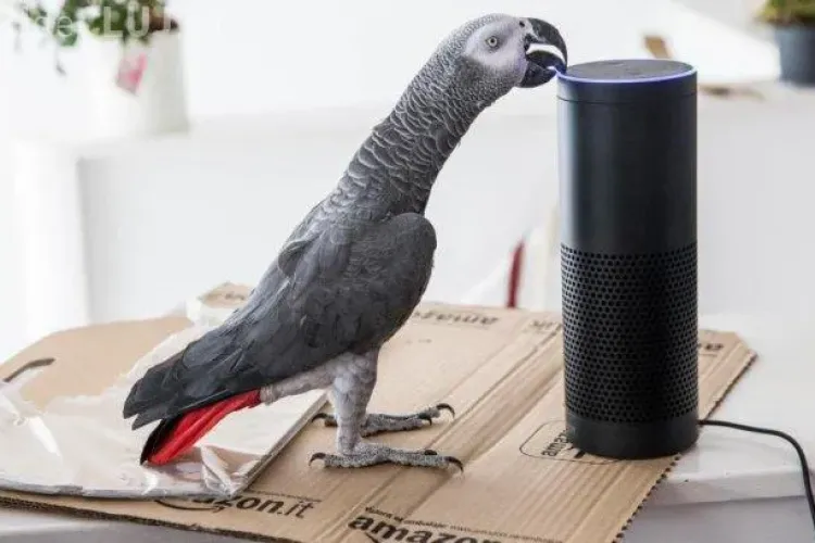 Un papagal a plasat o comandă pe Amazon    
