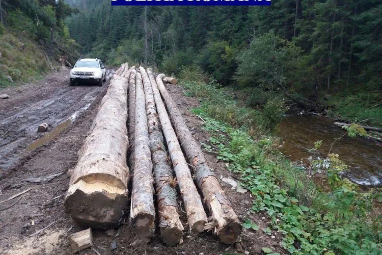 Lemn de peste 16.000 de lei, confiscat de polițiștii clujeni. A fost tăiat și abandonat în pădure FOTO