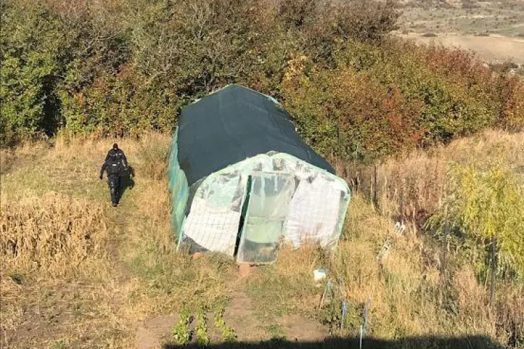 Fermă de cannabis descoperită la Cluj. Trei persoane reținute - VIDEO