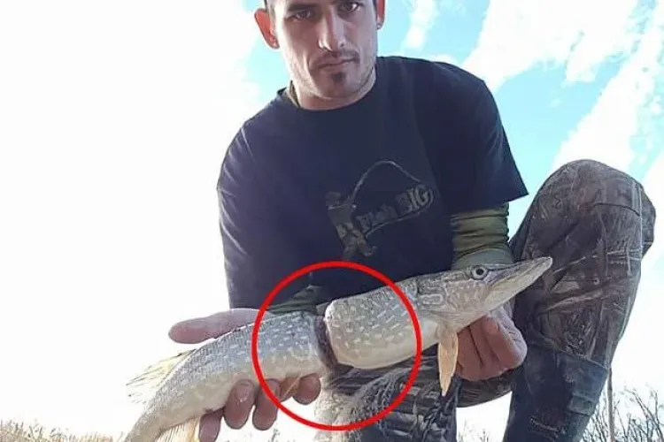 Imagini șocante cu un pește care a crescut în jurul unui ambalaj de plastic - FOTO