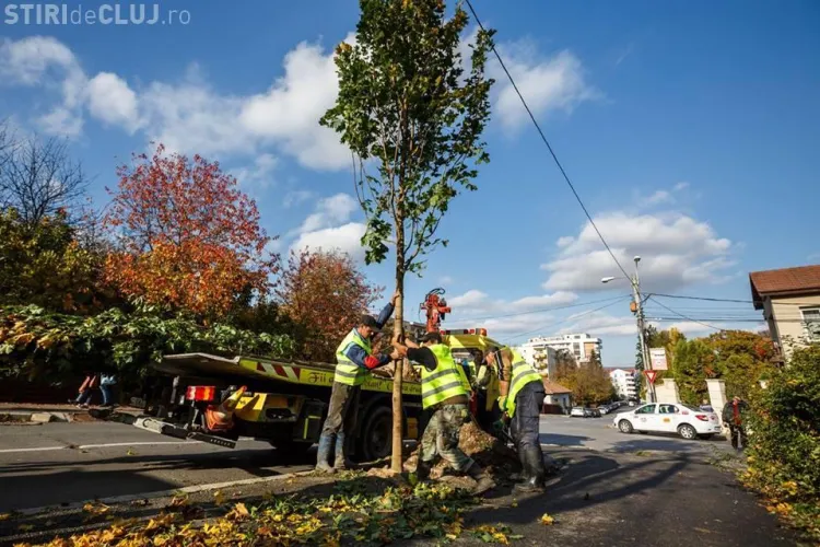 Acțiune amplă de plantare de copaci în Cluj-Napoca. S-au plantat primii 70 de arbori FOTO