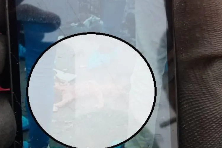 Descoperire macabră la Pata Rât: Nou născut aruncat la gunoi - FOTO