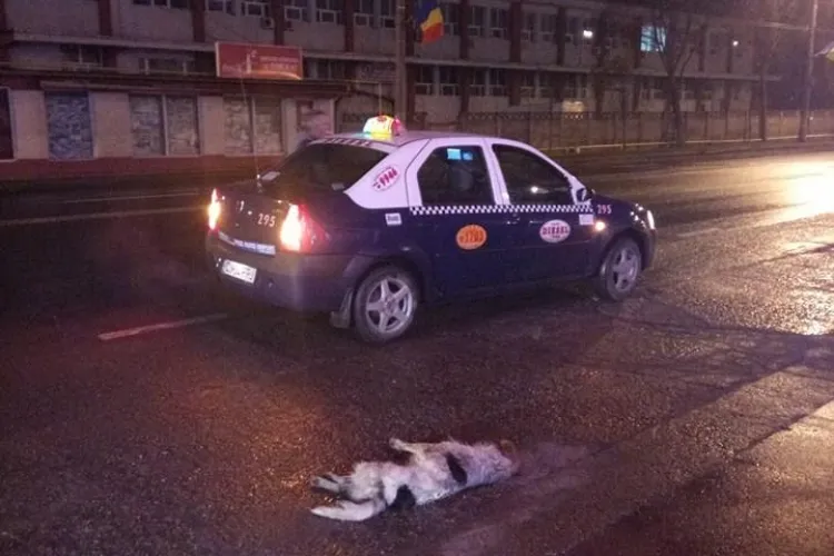 Cluj-Napoca: Taximetrist fără inimă. A călcat un câine și a dat înapoi pentru a-l mai călca o dată