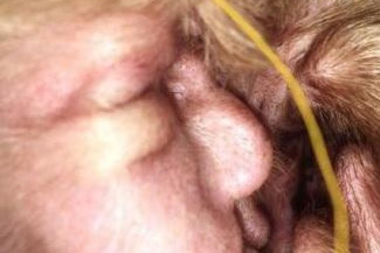 Fața lui Donald Trump găsită în urechea unui câine