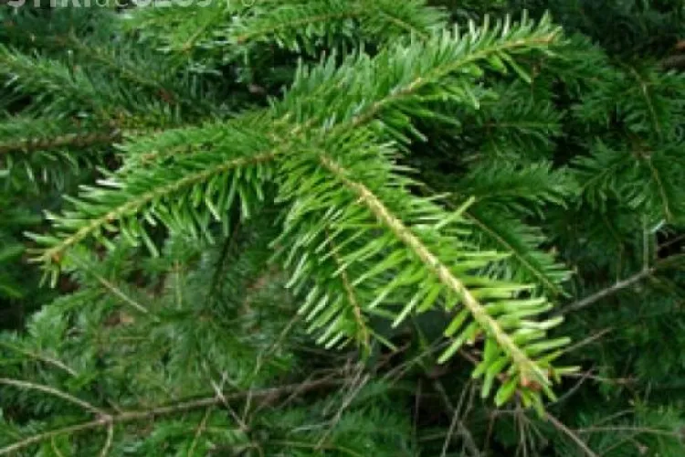 CLUJ: Razii pentru prevenirea infracțiunilor silvice. Polițiștii au confiscat aproape 2 tone de cetină