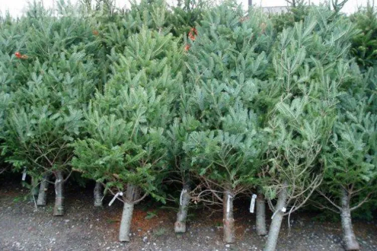 CLUJ: Razie la comercianții de pomi de Crăciun. S-au data amenzi de 10.000 de lei