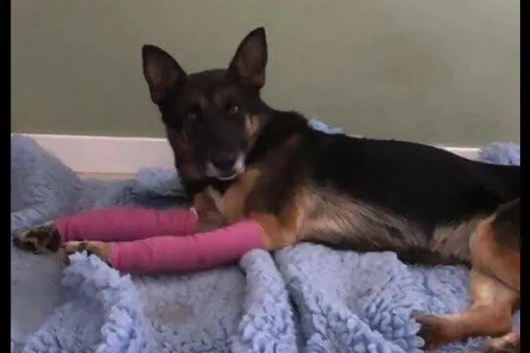 Cluj-Napoca: Se adună bani pentru ajutarea unui cățel maltratat - FOTO