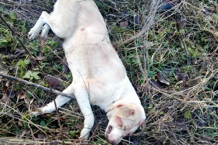 Cățelușă împușcată la Cluj din amuzament de niște derbedei vânători - VIDEO