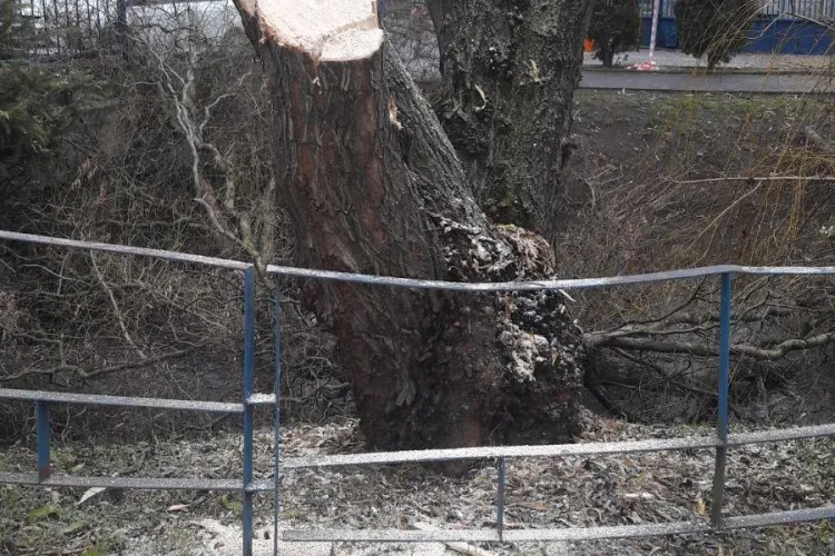 Defrișări în parcul Iuliu Hațieganu - FOTO