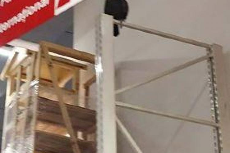 ”Vizitator” surpriză la Auchan din Iulius Mall Cluj. O pasăre zboară liberă prin hypermarket FOTO