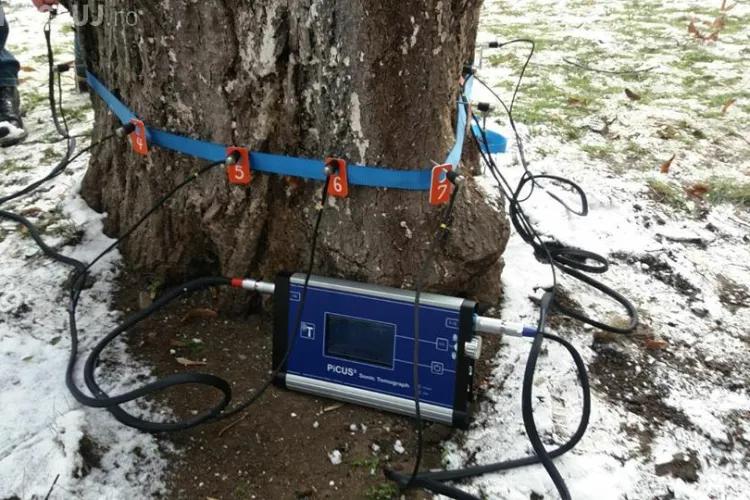 Primăria Cluj a cumpărat un tomograf de 130.000 de lei, pentru monitorizarea sănătății copacilor FOTO