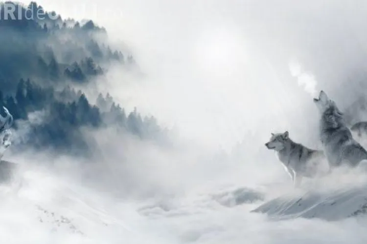 Cerb suliţar atacat de lupi în Cheile Bicazului - VIDEO spectaculos