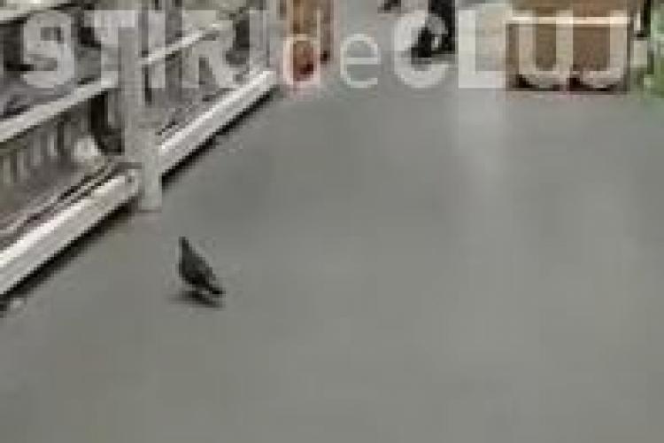 Porumbel filmat plimbându-se printre rafturile Auchan din Iulius Mall VIDEO