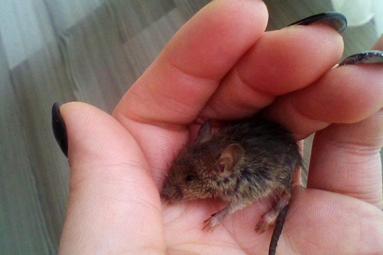 Cluj: A salvat un pui de șoarece din ger. Postarea e virală și foarte comentată