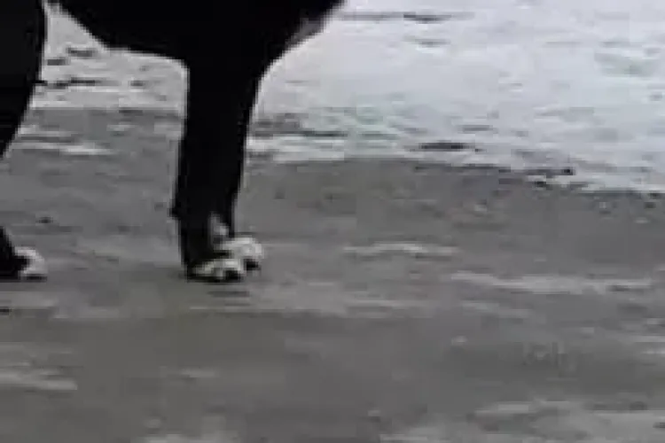 Cățel ce are mare nevoie de ajutor. E în Cojocna - VIDEO