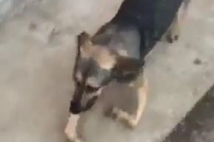 Cățel cu malformație din naștere, ajutat de medicii veterinari clujeni - VIDEO